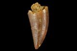 Serrated, Raptor Tooth - Real Dinosaur Tooth #178476-1